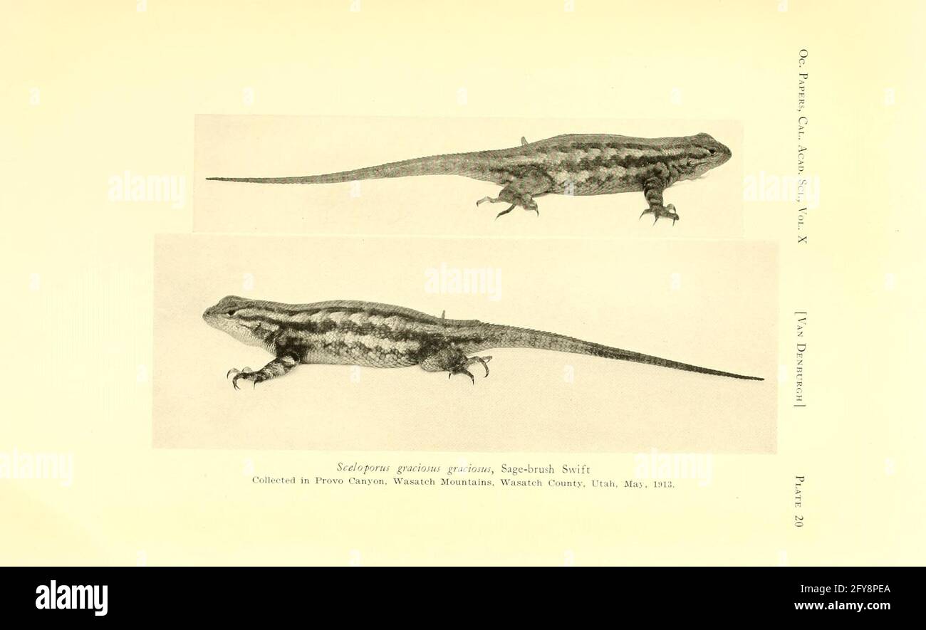 The reptiles of western North America San Francisco,California Academy