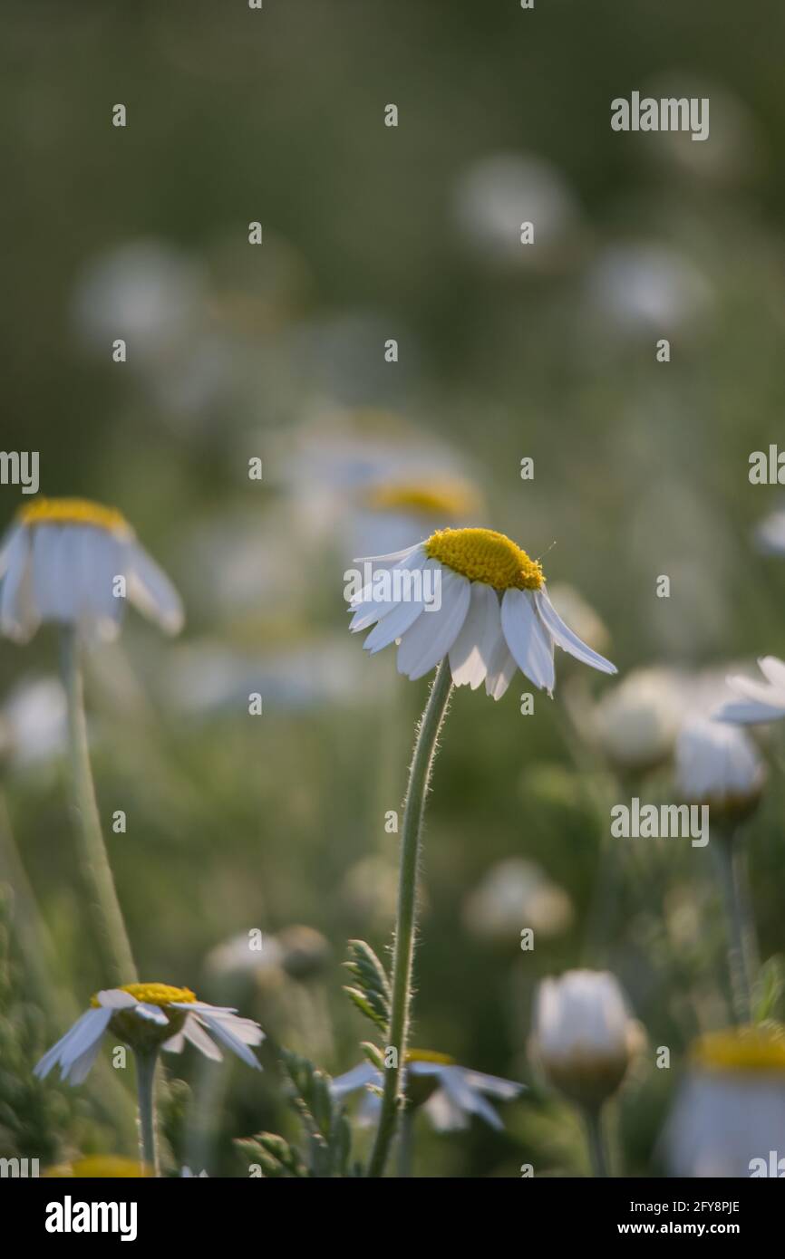 gentle natural summer green background of grass and chamomile flower ...