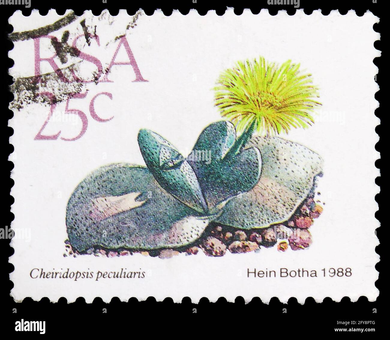 MOSCOW, RUSSIA - SEPTEMBER 23, 2019: Postage stamp printed in South Africa shows Cheiridopsis peculiaris, Definitive Issue - Succulents serie, circa 1 Stock Photo