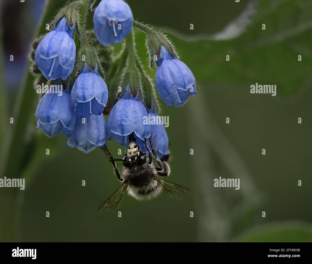 a bee collects nectar on a bell flower. natural grass background with blur and bokeh. soft focus Stock Photo