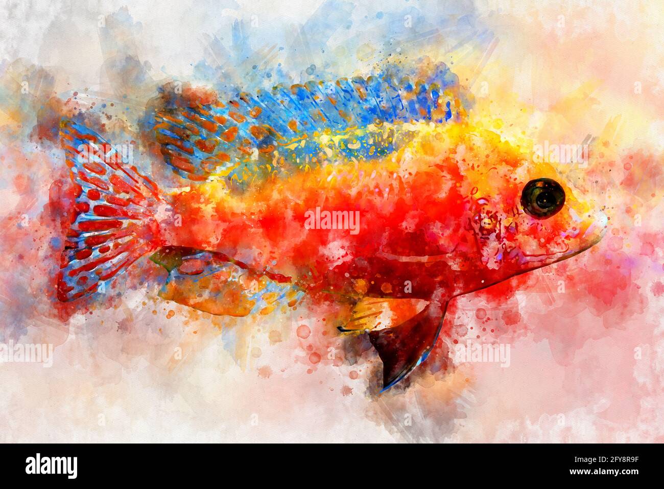 Watercolor illustration of tropic fairy wrasses fish Stock Photo