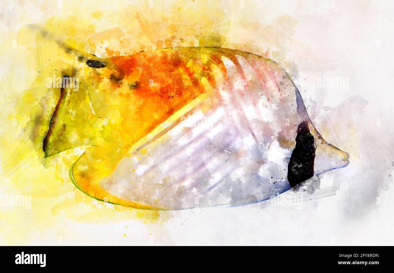 Watercolor illustration of tropic threadfin butterflyfish (Chaetodon auriga) Stock Photo
