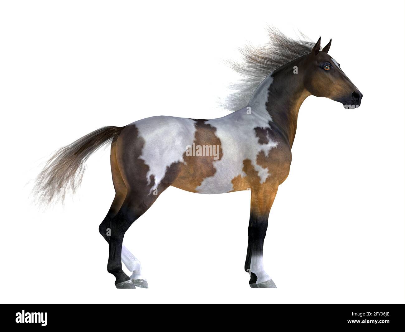 The Mustang is a wild free-roaming horse of the Western United States and can be various coat colors. Stock Photo