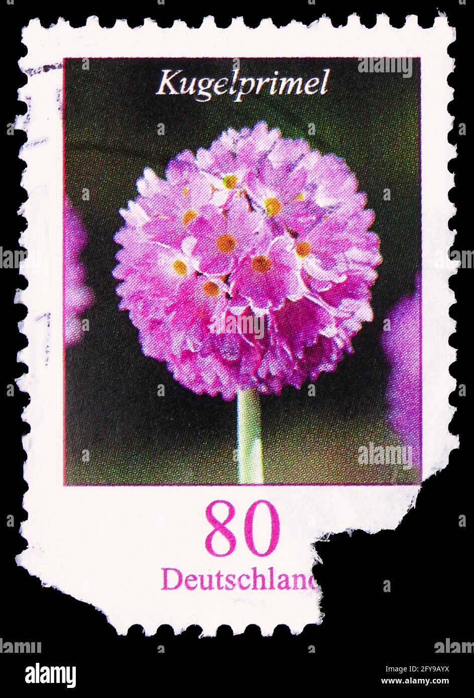 MOSCOW, RUSSIA - SEPTEMBER 23, 2019: Postage stamp printed in Germany shows Primula denticulata - Drumstick Primrose, Flowers serie, circa 2014 Stock Photo