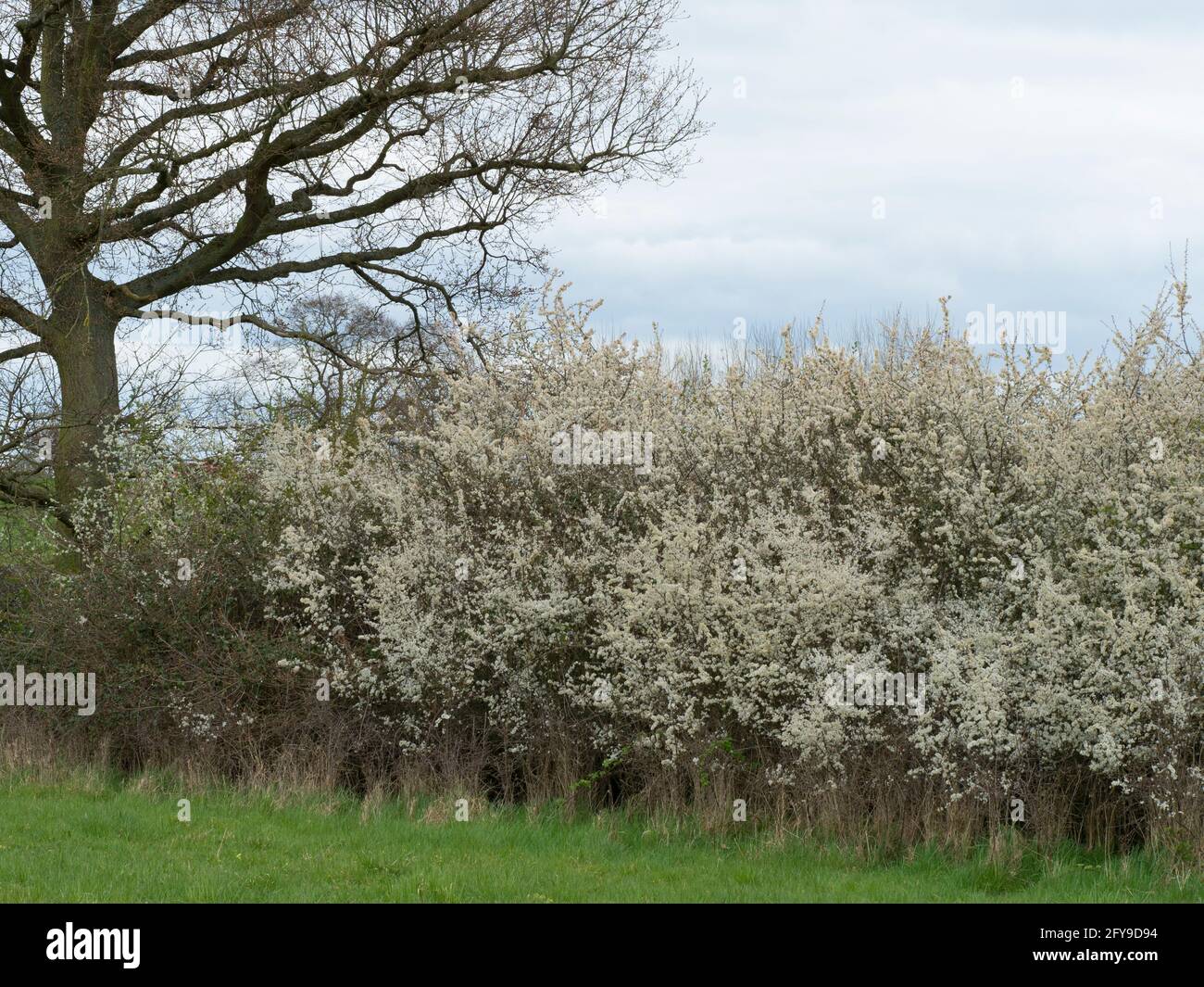 Blackthorn, Prunus spinosa, flowering in hedgerow, Worcestershire, UK. Stock Photo