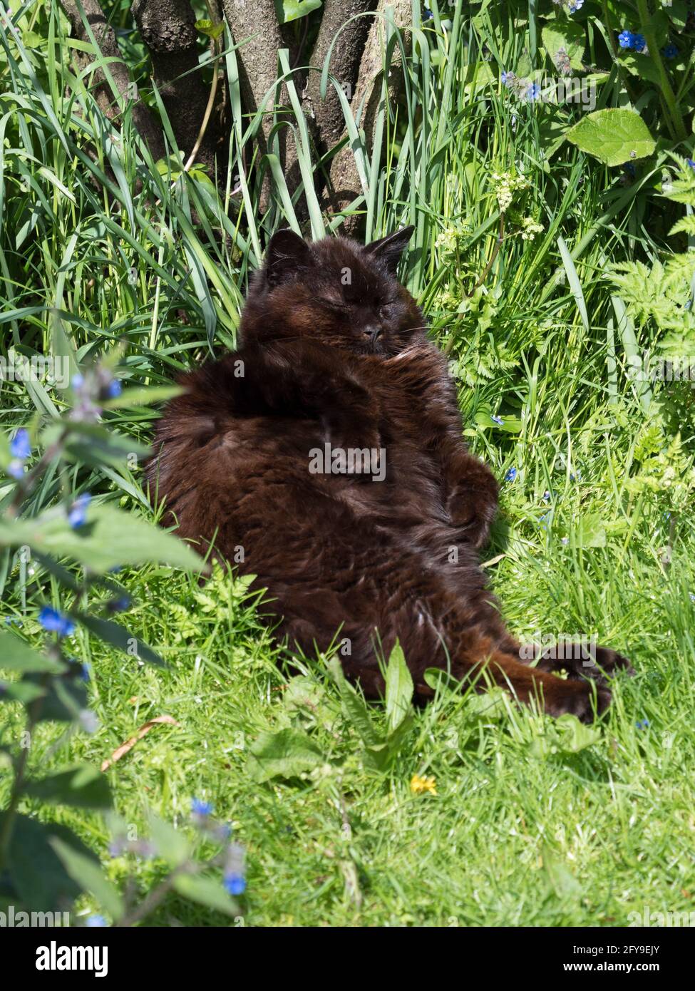 Cat uk garden grass hi-res stock photography and images - Alamy