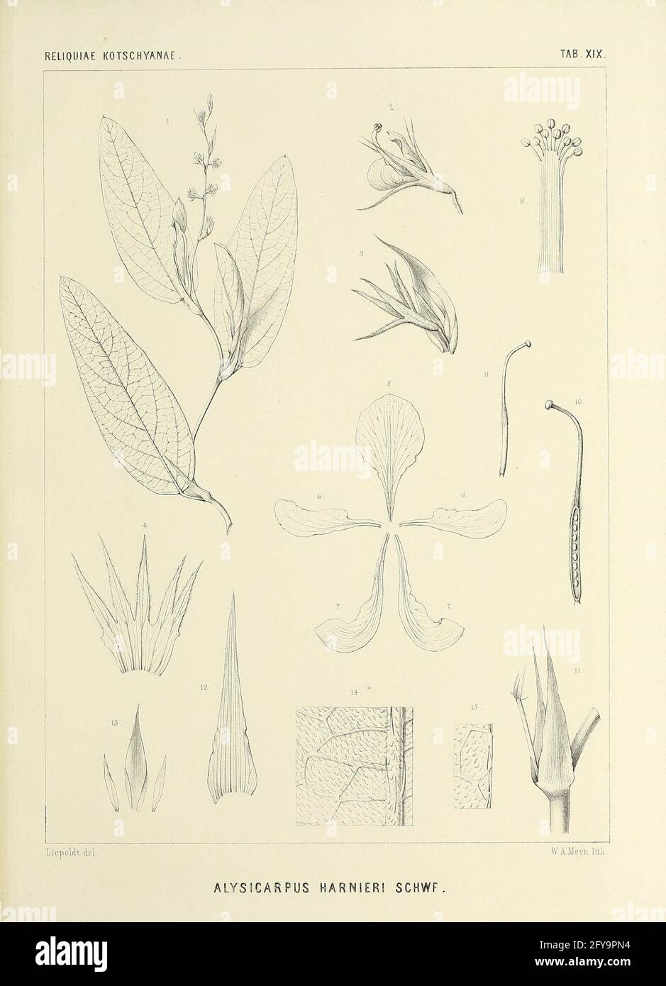 Some plants billed Berlin G. Reimer 1862. Stock Photo