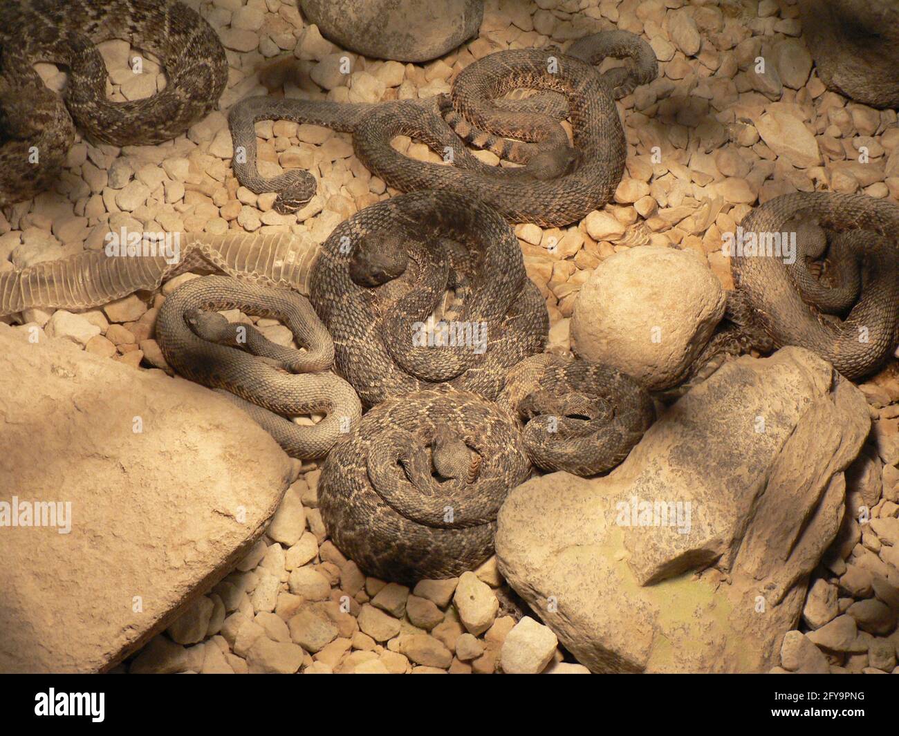 Display Case Rattlesnake Rattles Rattlesnakes lying in a display Stock Photo - Alamy