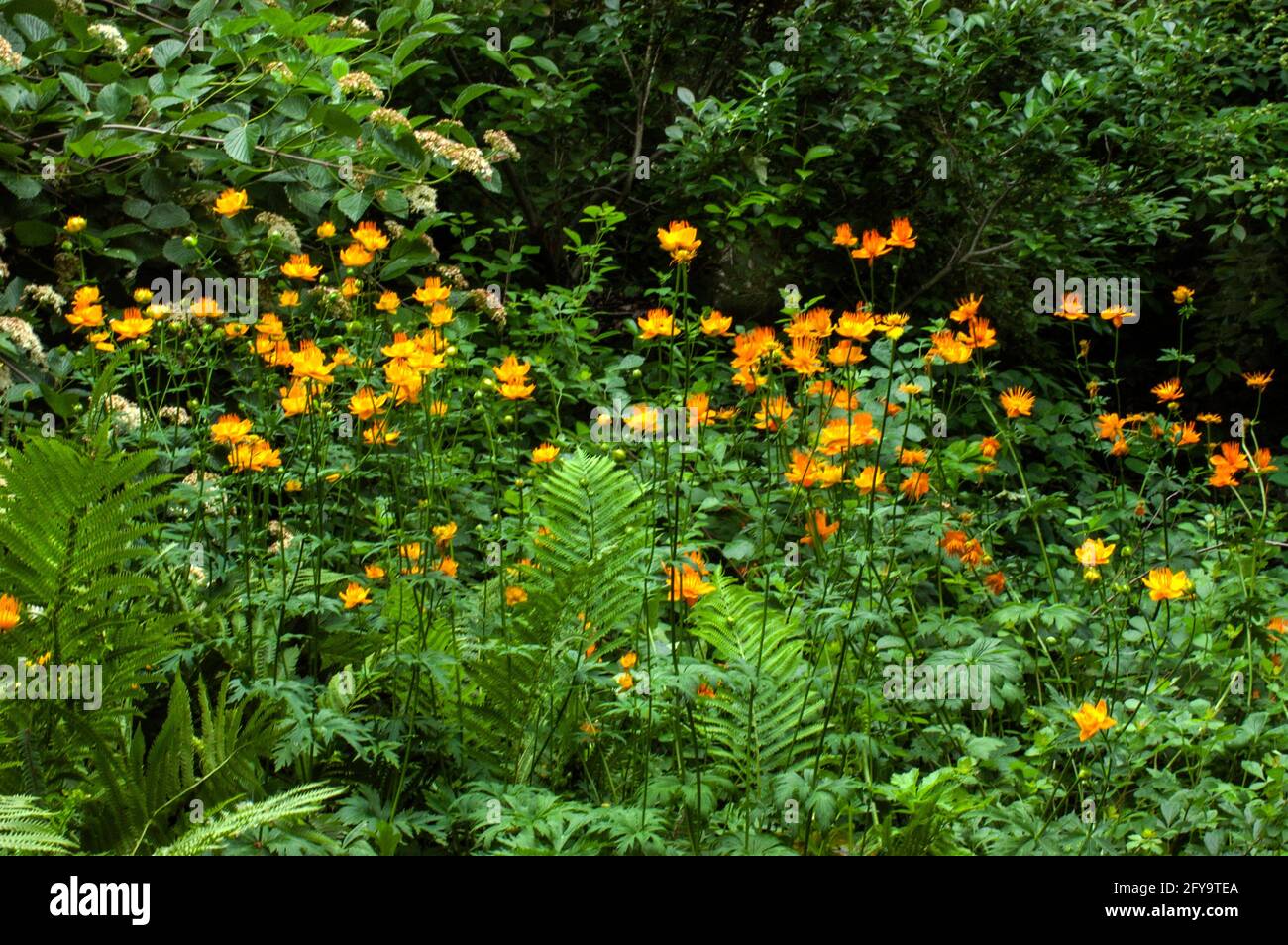 Trollius chinensis  "Golden queen", Globe flower, Stock Photo