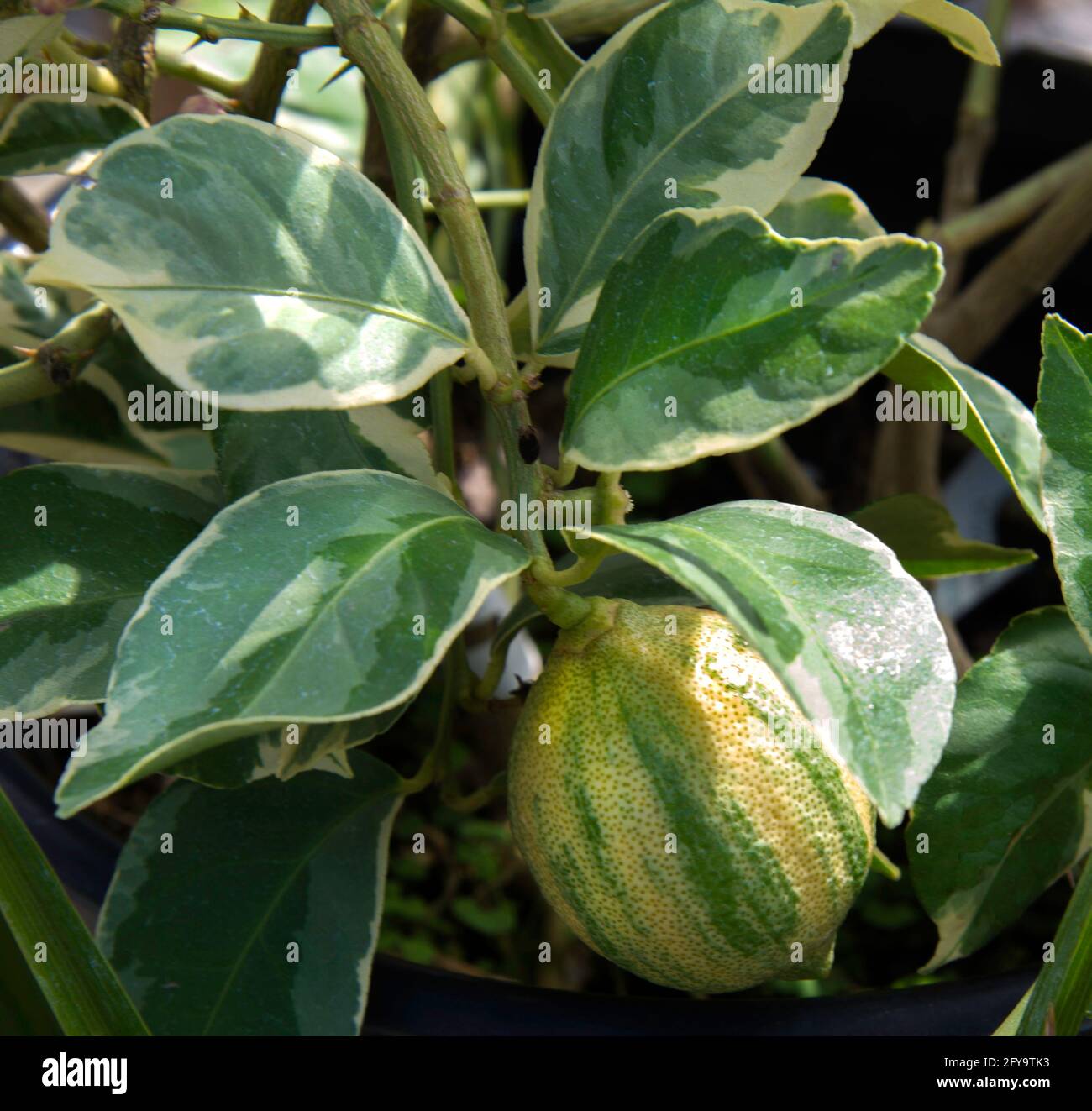 Variegated Lime, Citrus, Stock Photo