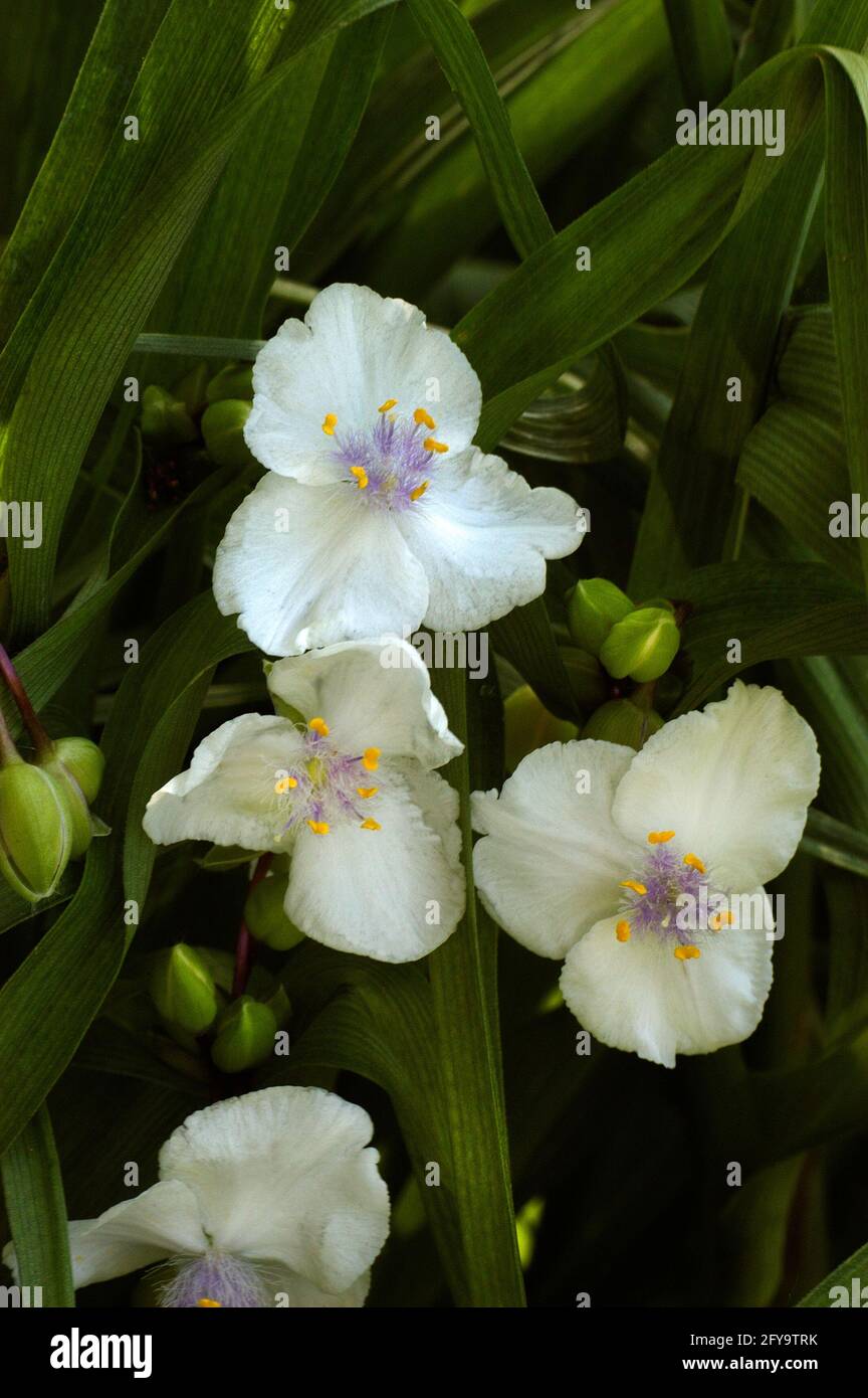Tradescantia pallida, white flower spiderwort Stock Photo