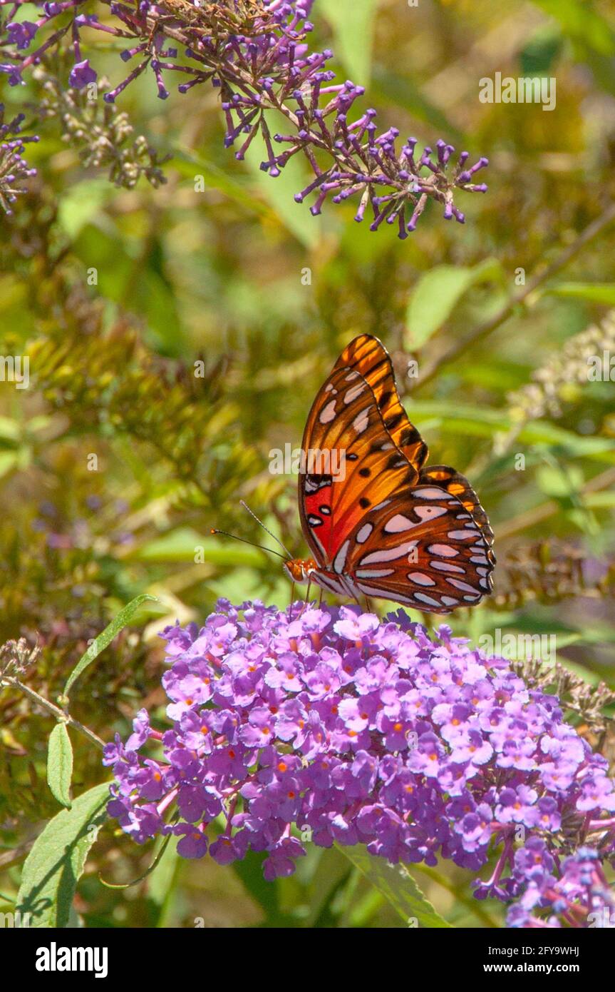 The Gulf fritillary is a medium-sized, orange butterfly with black markings and somewhat elongated wings. Its hind wings below are covered with numero Stock Photo