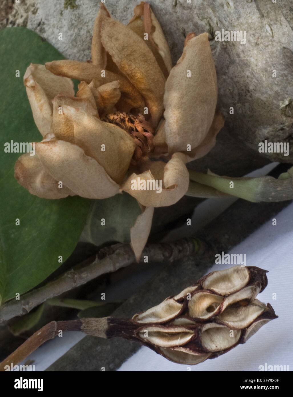 Magnolia sieboldii in Fall with dried seed pod and flower Stock Photo