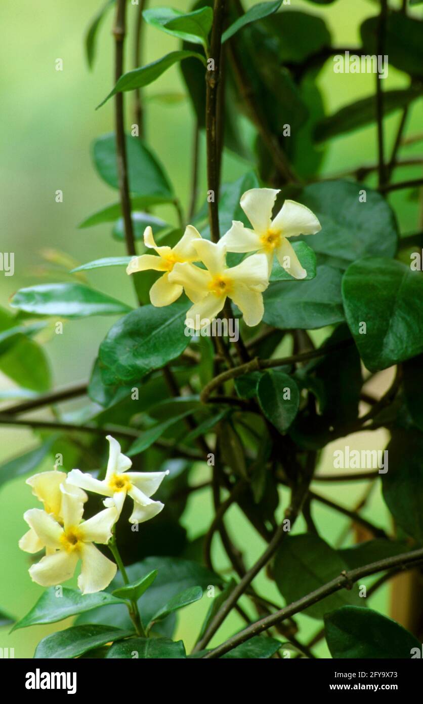 Trachelospermum jasminoides,   Star Jasmine Stock Photo