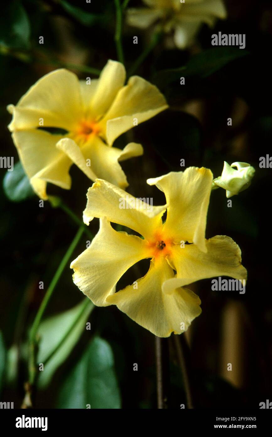 Trachelospermum jasminoides, Star Jasmine Stock Photo Alamy
