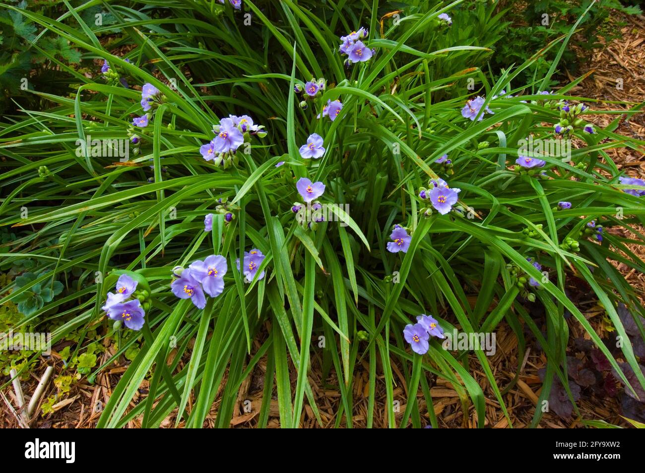 Tradescantia x andersonia Stock Photo