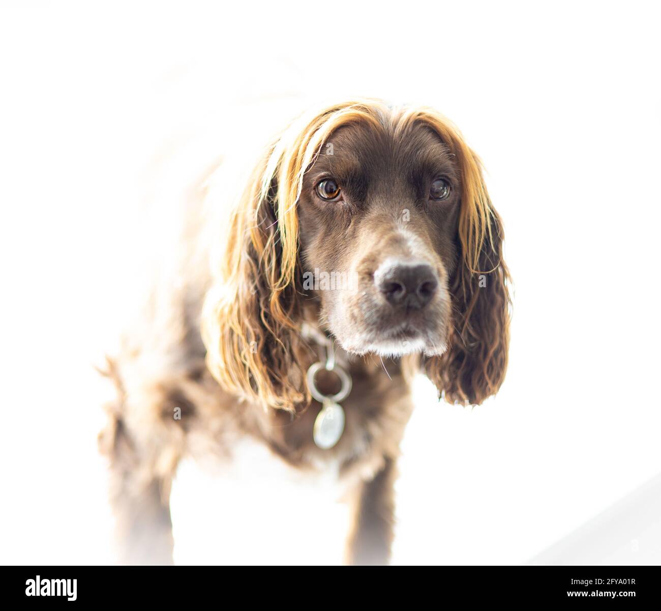 A Working Cockers Spaniel dog in a field out for a walk Stock Photo