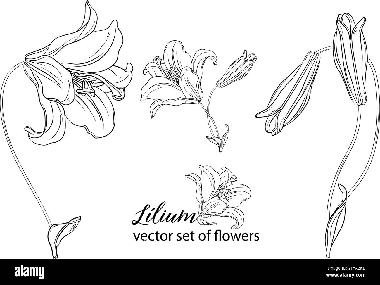 vector set of flowers and Lily buds. Lílium Stock Vector Image & Art ...