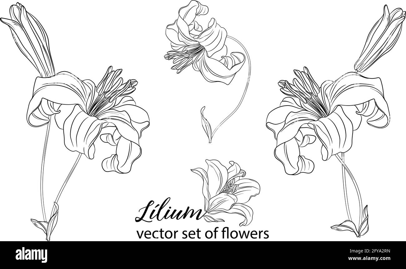 vector set of flowers and Lily buds. Lílium Stock Vector Image & Art ...
