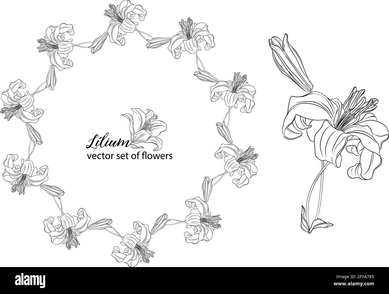 vector set of flowers and Lily buds. Lílium Stock Vector Image & Art ...