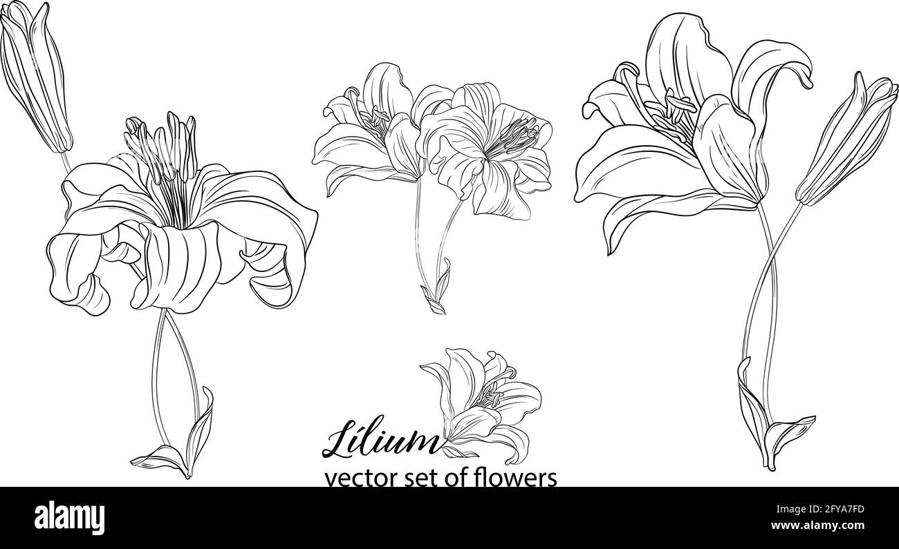 vector set of flowers and Lily buds. Lílium Stock Vector Image & Art ...