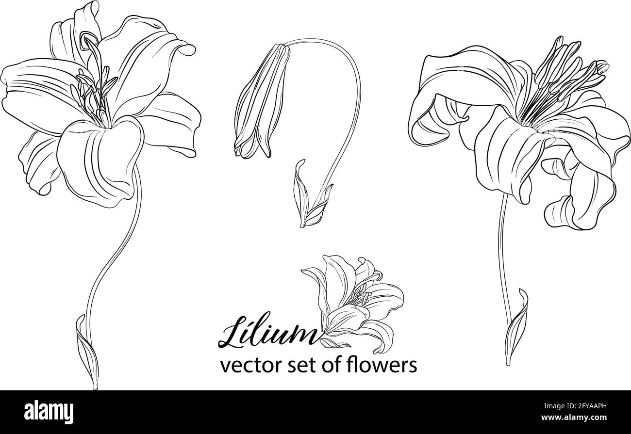 vector set of flowers and Lily buds. Lílium Stock Vector Image & Art ...