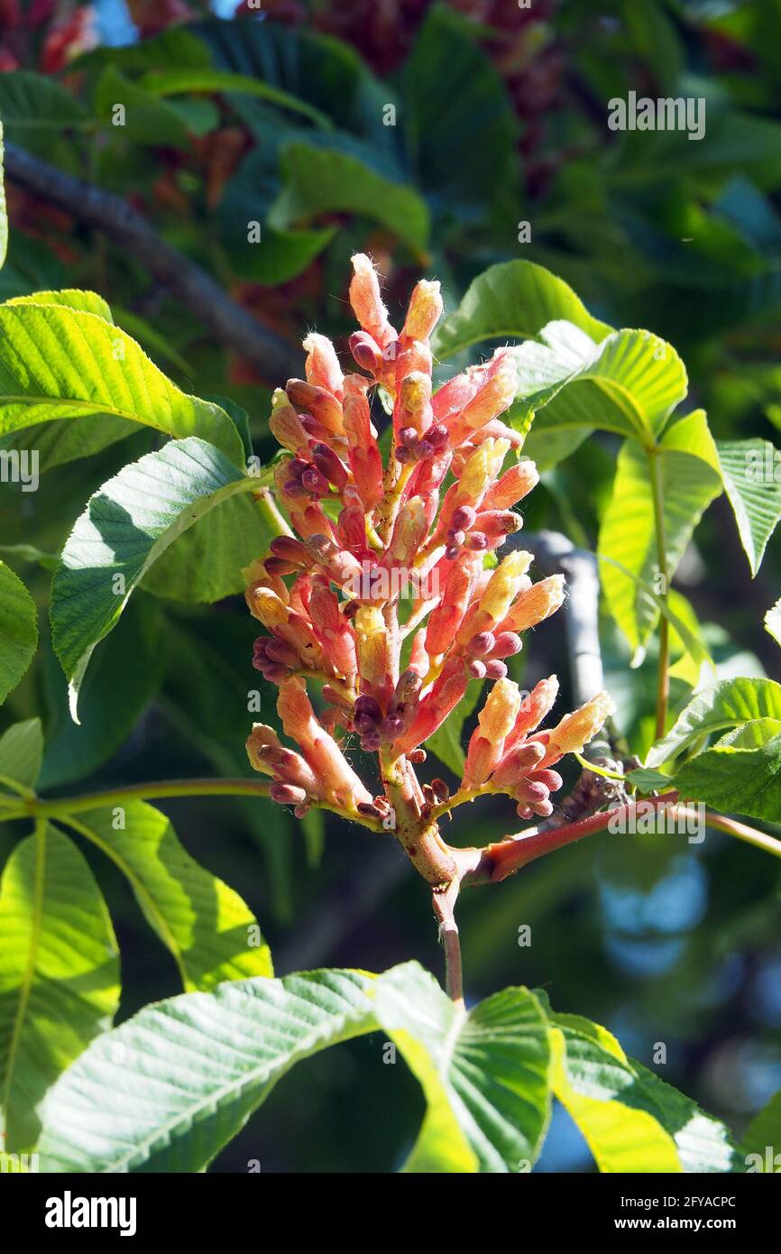 red horse-chestnut, hússzinu vadgesztenye, Aesculus x carnea, Fleischrote Rosskastanie, Rotblühende Rosskastanie, Purpurkastanie Stock Photo