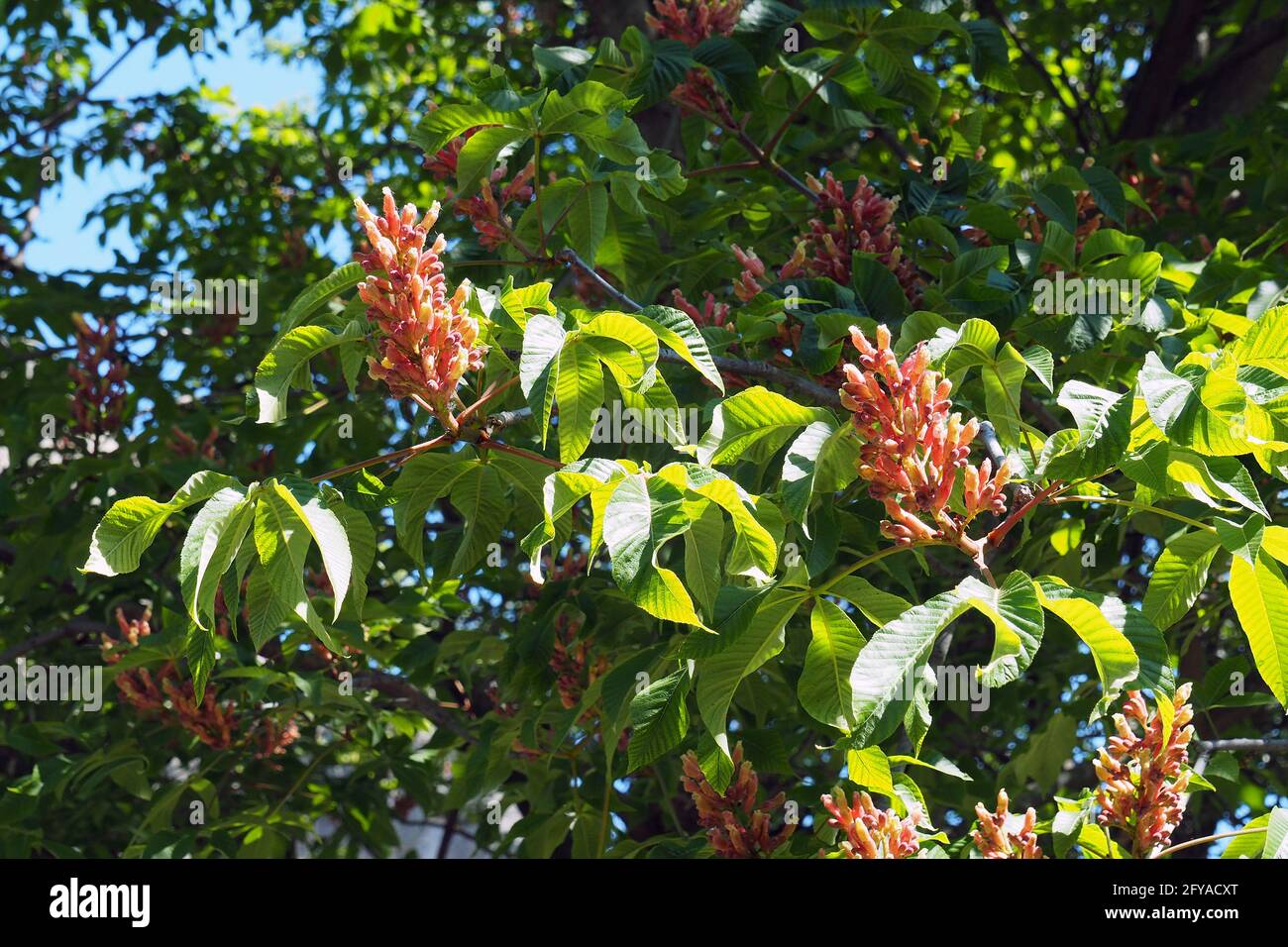 red horse-chestnut, hússzinu vadgesztenye, Aesculus x carnea, Fleischrote Rosskastanie, Rotblühende Rosskastanie, Purpurkastanie Stock Photo