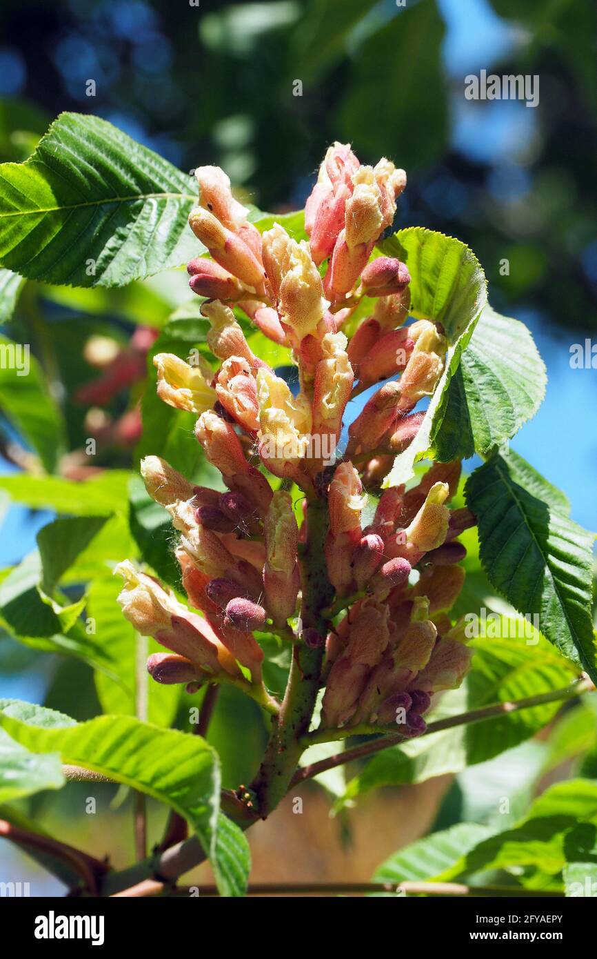 red horse-chestnut, hússzinu vadgesztenye, Aesculus x carnea, Fleischrote Rosskastanie, Rotblühende Rosskastanie, Purpurkastanie Stock Photo