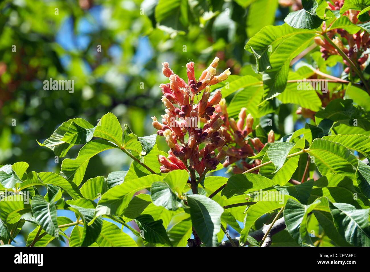 red horse-chestnut, hússzinu vadgesztenye, Aesculus x carnea, Fleischrote Rosskastanie, Rotblühende Rosskastanie, Purpurkastanie Stock Photo