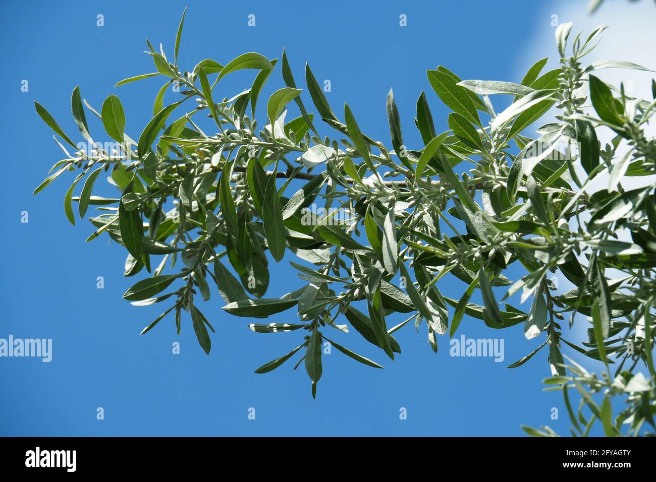 Elaeagnus angustifolia hi-res stock photography and images - Page 2 - Alamy