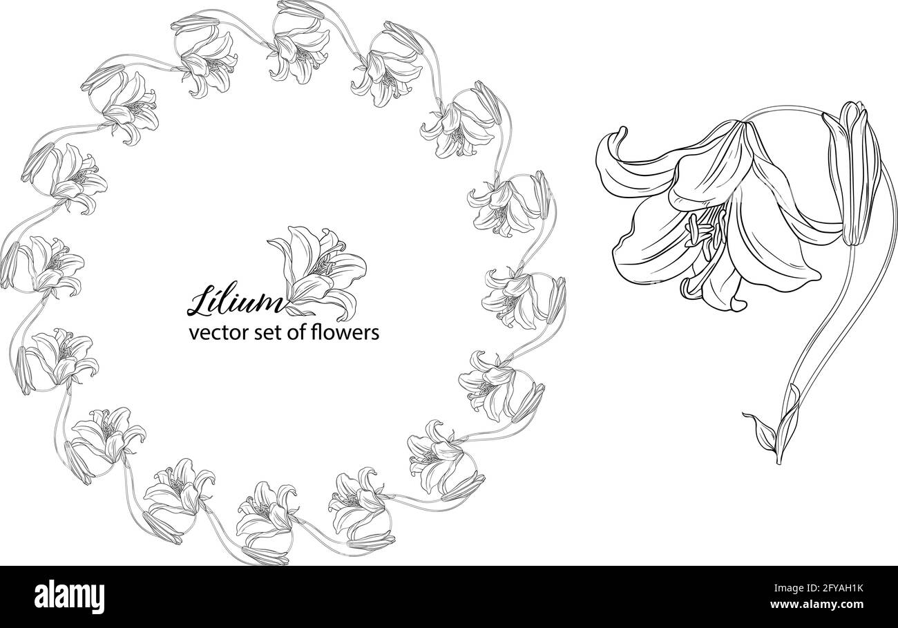 vector set of flowers and Lily buds. Lílium Stock Vector Image & Art ...