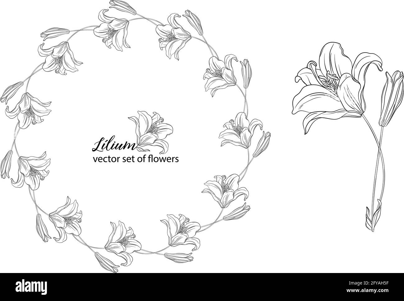 vector set of flowers and Lily buds. Lílium Stock Vector Image & Art ...