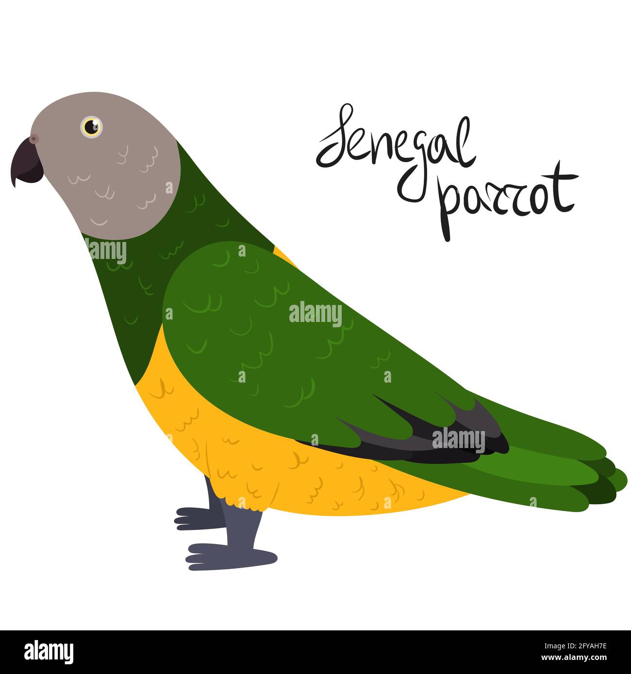 Senegal parrot in cartoon style on white background. Vector hand drawn illustration. Poicephalus senegalus Stock Vector