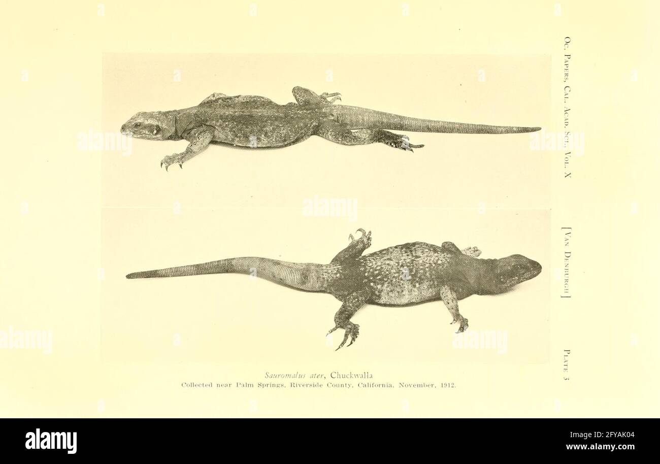 The reptiles of western North America San Francisco,California Academy