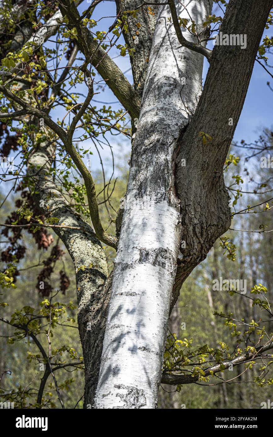 Birch and oak embrace Stock Photo