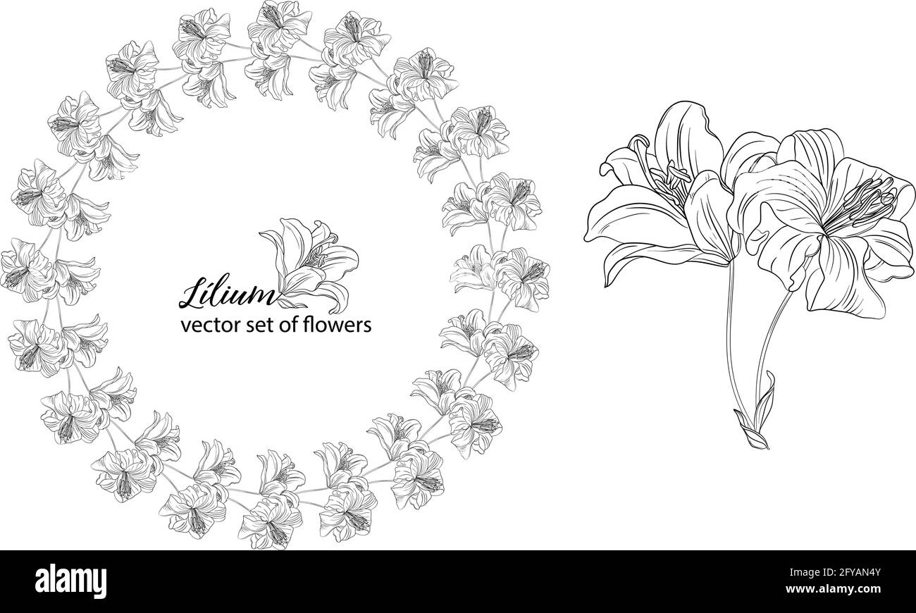 vector set of flowers and Lily buds. Lílium Stock Vector Image & Art ...
