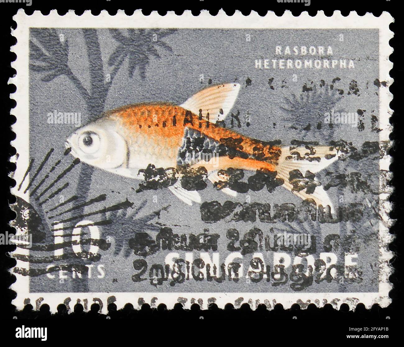 MOSCOW, RUSSIA - SEPTEMBER 23, 2019: Postage stamp printed in Singapore shows Harlequin Rasbora (Rasbora heteromorpha), Flora and fauna serie, circa 1 Stock Photo