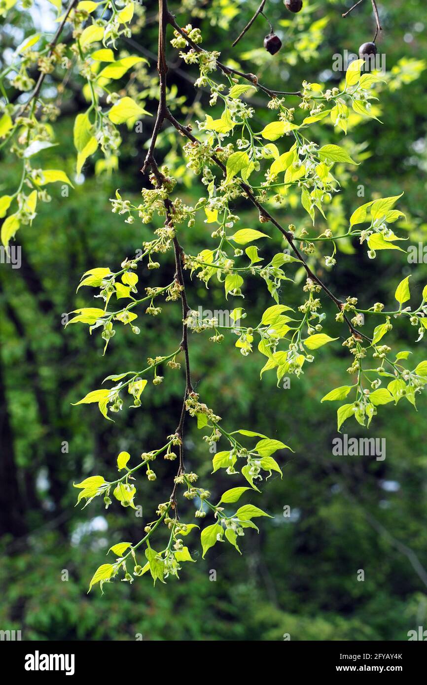 common hackberry, nettletree, sugarberry, Amerikanischer Zürgelbaum, micocoulier occidental, Celtis occidentalis, nyugati ostorfa, Hungary, Europe Stock Photo