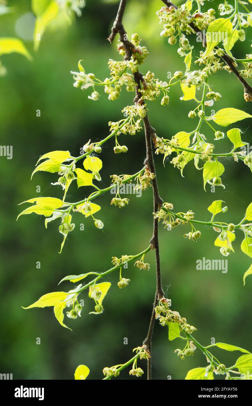 common hackberry, nettletree, sugarberry, Amerikanischer Zürgelbaum