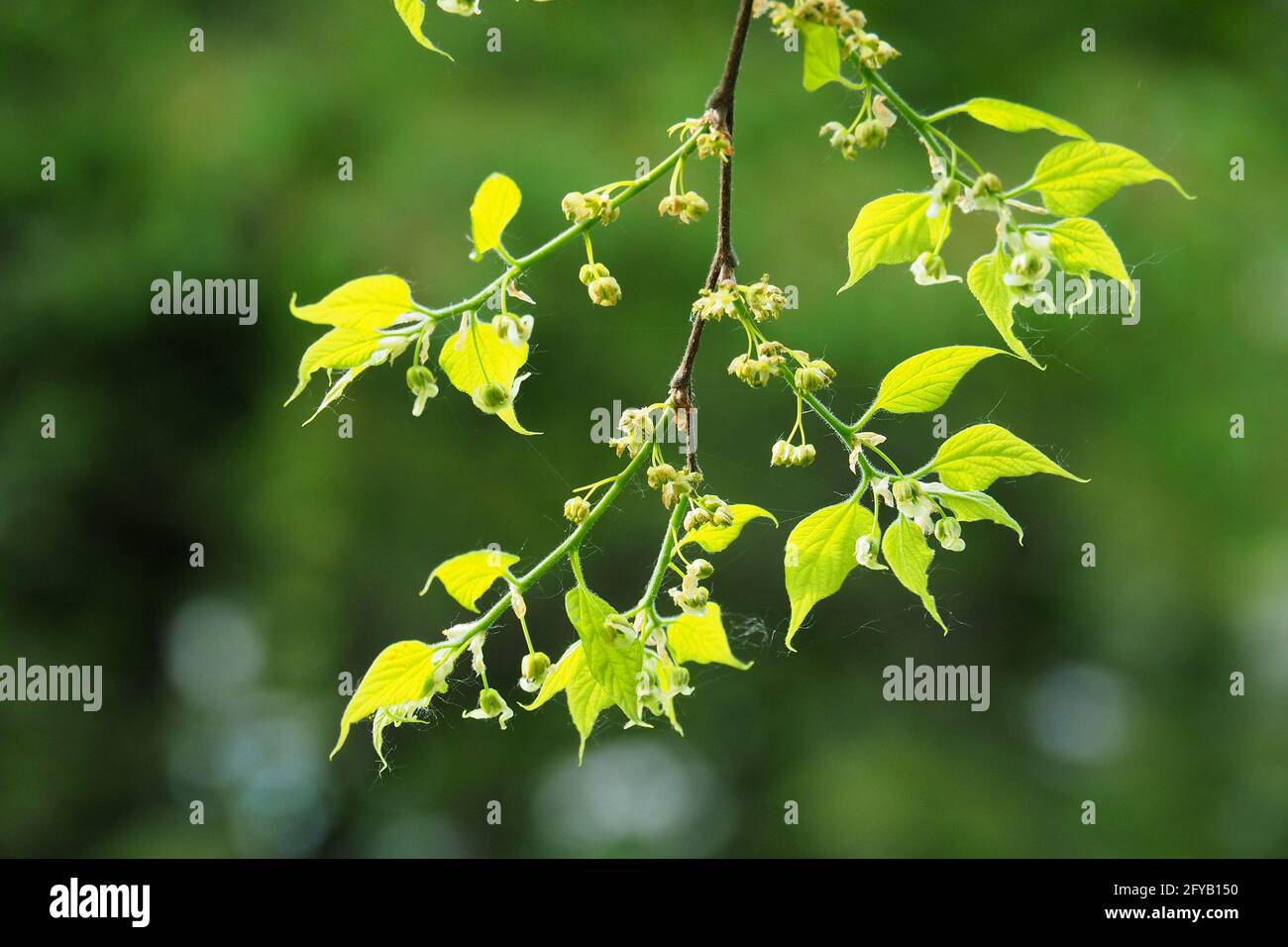 common hackberry, nettletree, sugarberry, Amerikanischer Zürgelbaum, micocoulier occidental, Celtis occidentalis, nyugati ostorfa, Hungary, Europe Stock Photo