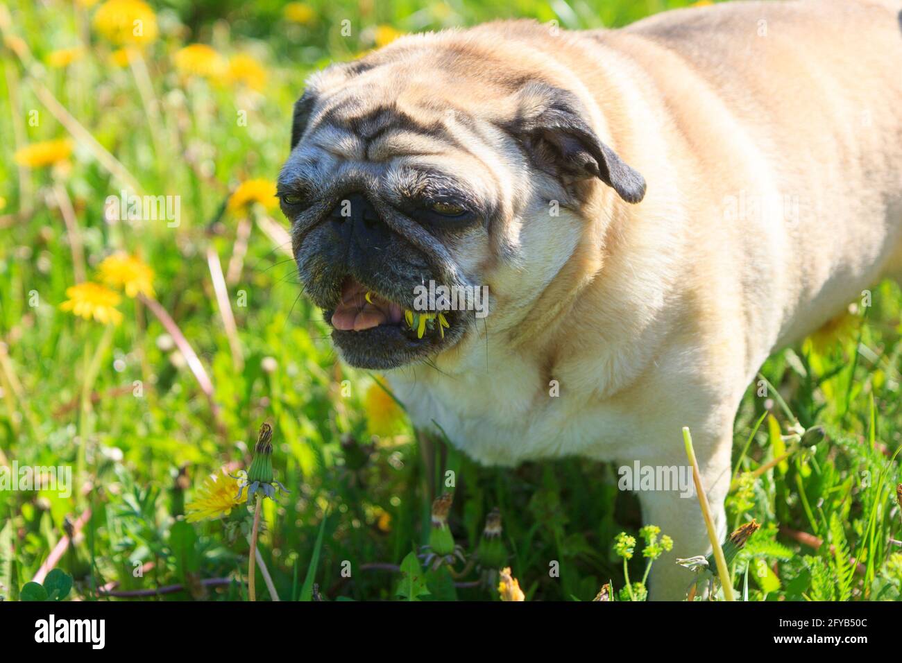 Pug dog eat dandelion Stock Photo - Alamy - Puppy Dandelion Eating Habits