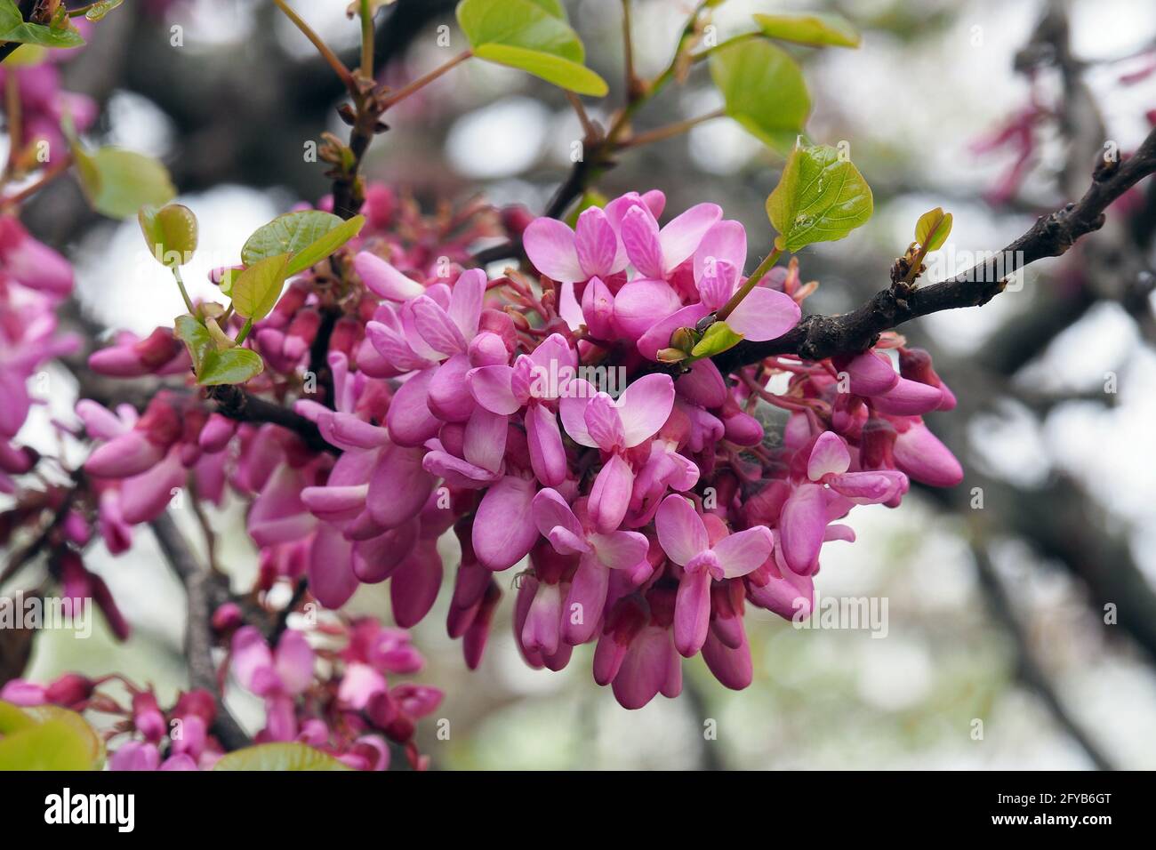 25 Semi Di Albero Di Giuda (Cercis Siliquastrum) &ndash; Resistente Alla Siccit&agrave;, Fioritura Rosa