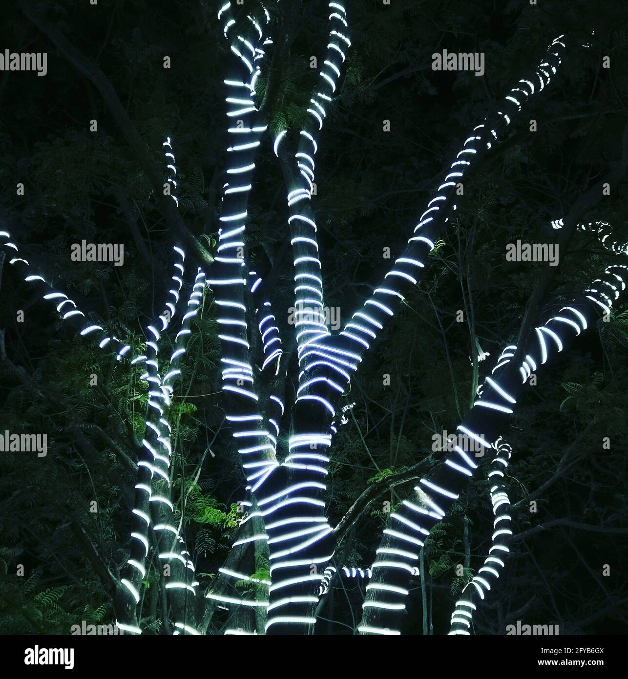 BENGALURU, INDIA - Jan 23, 2020: Light Tree, Taken during a nightride from Bengaluru, Karnataka, India Stock Photo