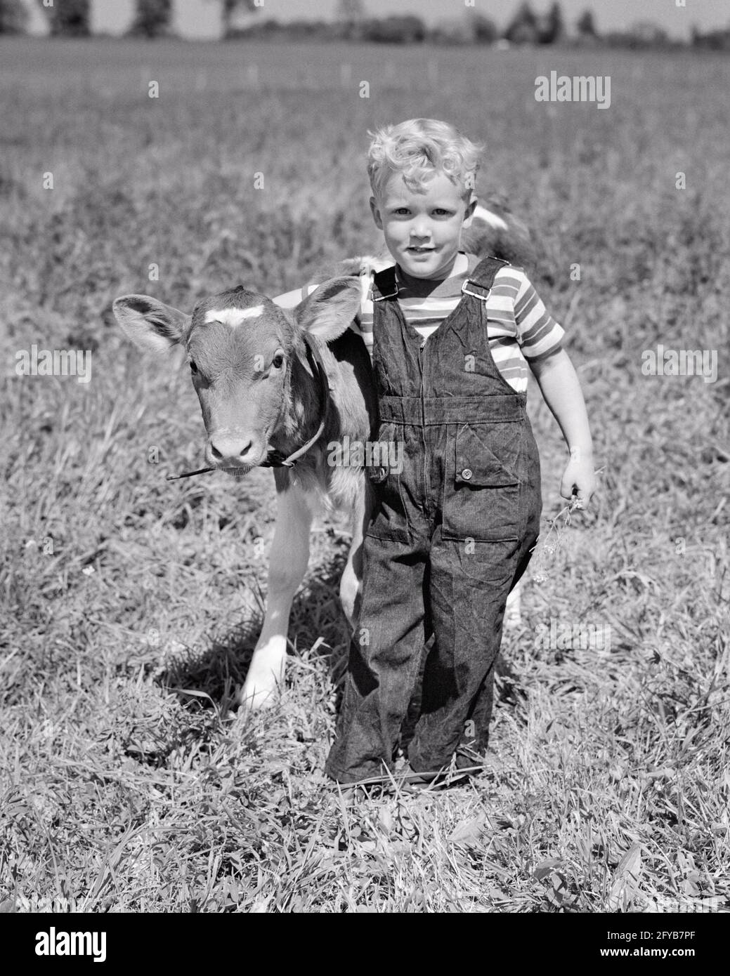 1940s 1950s BLONDE BOY LEADING JERSEY CALF ON DAIRY FARM MARLTON NEW JERSEY USA - c1648 HAR001 HARS PETS CALF CONFIDENCE AGRICULTURE B&W EYE CONTACT CATTLE HAPPINESS ANIMAL BABIES ADVENTURE FARMERS FARMS COWS PRIDE BABY ANIMAL CONNECTION BOVINE NEW JERSEY PLEASANT AGREEABLE CHARMING GROWTH JUVENILES LOVABLE MAMMAL PLEASING TOGETHERNESS ADORABLE APPEALING BLACK AND WHITE CALVES CAUCASIAN ETHNICITY DOMESTICATED HAR001 LIVESTOCK OLD FASHIONED Stock Photo