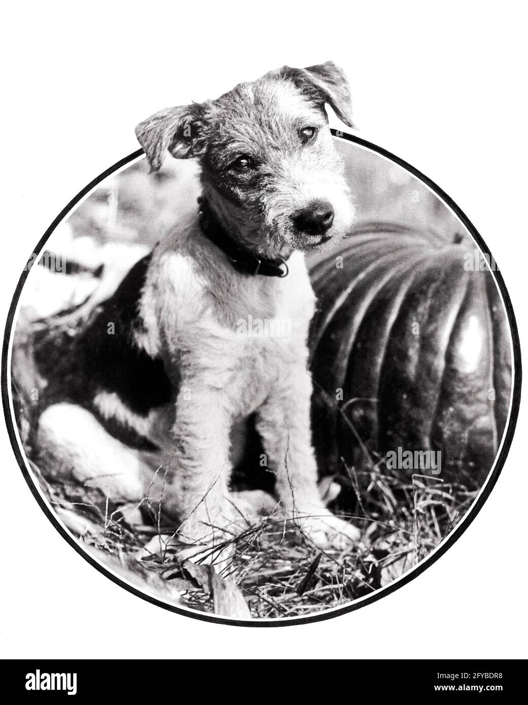 black and white wire haired terrier