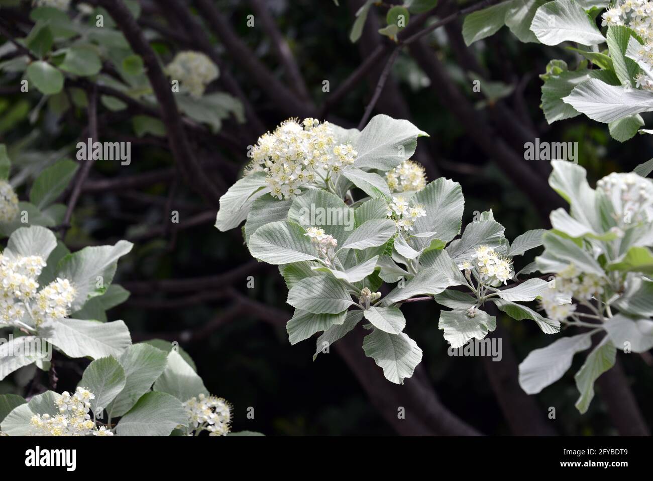 whitebeam or common whitebeam, Echte Mehlbeere, Gewöhnliche Mehlbeere, Sorbus aria, lisztes berkenye Stock Photo