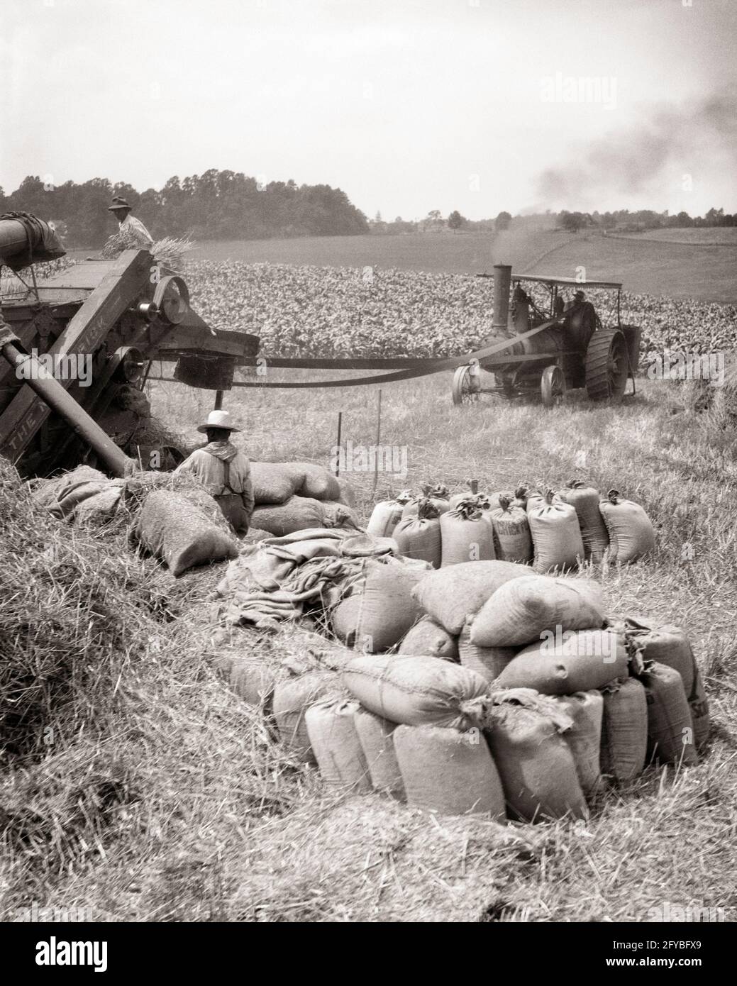 1920s 1930s 1940s FARM WORKERS WITH TRACTOR THRESHING AND BAGGING WHEAT SPRINGFIELD ILLINOIS USA - f3994 HAR001 HARS WHEAT BOUNTY HARVESTING NORTH AMERICAN SKILL OCCUPATION SKILLS MACHINERY AND FARMERS OCCUPATIONS SACKS SPRINGFIELD BAGGING BURLAP THRESHING GRAINS ILLINOIS BLACK AND WHITE CAUCASIAN ETHNICITY HAR001 MIDWEST OLD FASHIONED Stock Photo