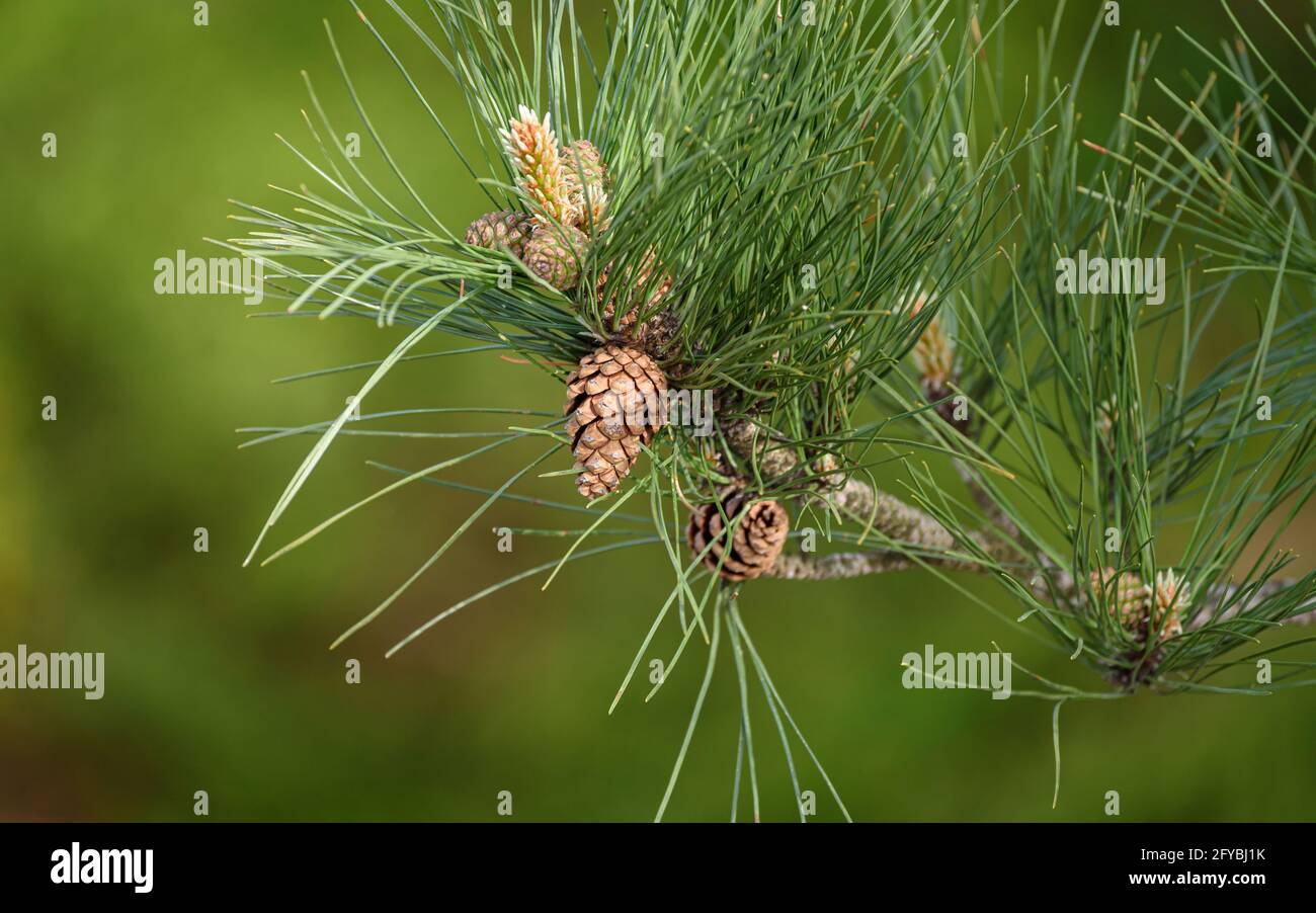 Blooming pine cones on branches isolated on a smooth green bokeh background. Stock Photo