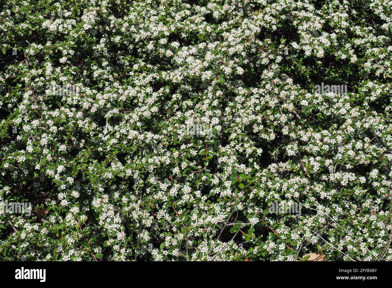 bearberry cotoneaster, Teppich-Zwergmispel, Cotoneaster dammeri, szőnyegmadárbirs, Budapest, Hungary, Magyarország, Europe Stock Photo